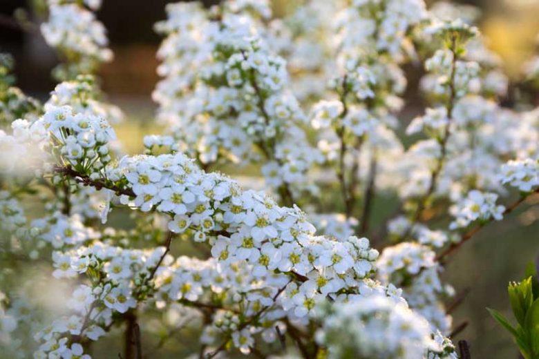 Spiraea x cinerea 'Grefsheim', Garland Spirea 'Grefsheim', Spiraea × arguta 'Grefsheim', White Flowers, Flowering shrub, Baby’s Breath Spirea