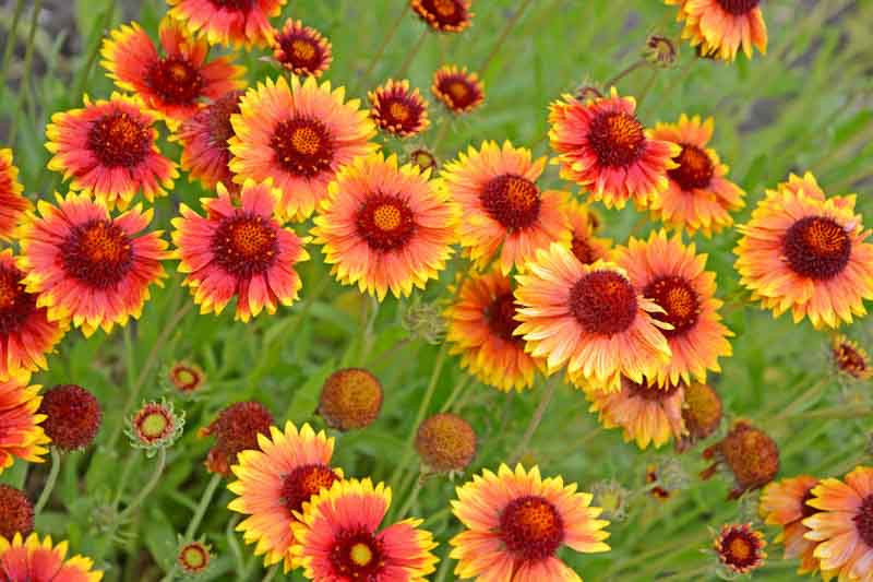 Gaillardia, Blanket Flower, Gaillardia Grandiflora, Gaillardia aristata, Blanket Flowers, Yellow Flowers, Bicolor Flowers, Drought tolerant flowers, Salt tolerant flowers