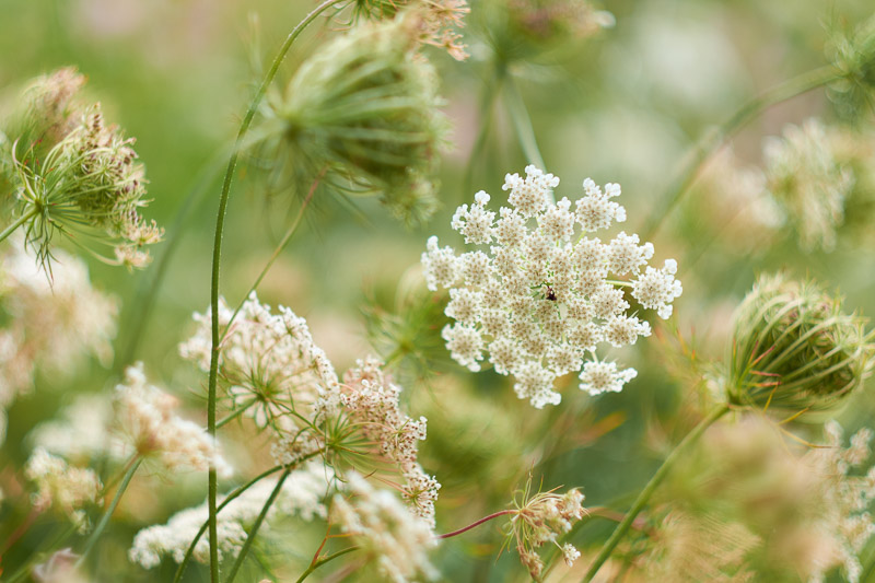 Cow Parsley, Cow Weed, Deil's Meal, Keck, Mock Chervil, Orchard Weed, Queen Anne's Lace,  Wild Caraway,  Wild Chervil, Wild Parsley
