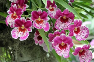 Pandy Orchid, Miltoniopsis