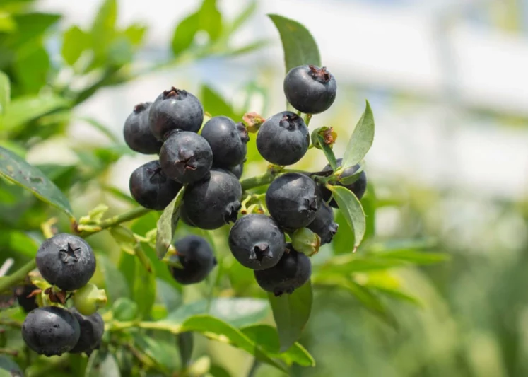 Vaccinium corymbosum Midnight Cascade™, Midnight Cascade™ Blueberry, Vaccinium corymbosum 'FC12-187', Hanging Basket Bluberries,  Berries, Blue Berries
