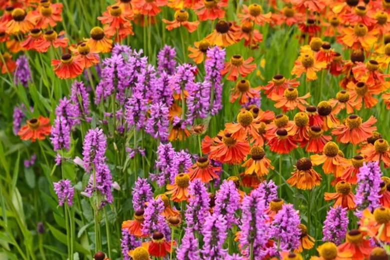 Stachys Officinalis 'Hummelo', Betony 'Hummelo', Wood Betony 'Hummelo', Bishop's Wort 'Hummelo', Stachys Macrantha 'Hummelo', Stachys Monieri 'Hummelo', Stachys Densiflora 'Hummelo', Betonica Officinalis 'Hummelo', Purple flowers, Drought tolerant plants