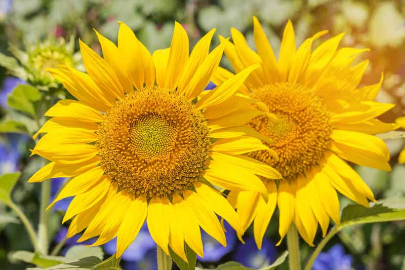 Helianthus, Sunflower, Common Sunflower, Swamp Sunflower, helianthus annuus, Helianthus salicifolius, Willow-Leaved Sunflower, Column Flower, Willowleaf Sunflower,Swamp Sunflower,Narrow Leave