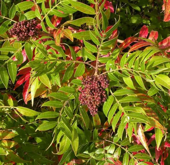 Rhus copallinum, Winged Sumac, Shining Sumac, Flameleaf Sumac, Mountain Sumac, Dwarf Sumac, Wing-rib Sumac, Black Sumac, Upland Sumac