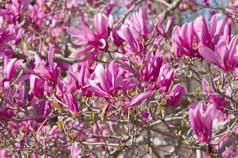 Magnolia 'Ann', Ann Magnolia, Pink magnolia, Winter flowers, Spring flowers, Pink flowers, fragrant trees, fragrant flowers, Purple Magnolia, Purple flowers