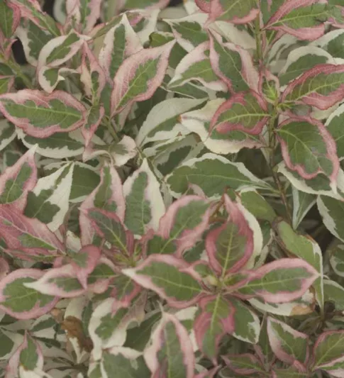 Weigela florida My Monet®, My Monet Weigela, Weigela florida 'Verweig', Flowering Shrub, Pink Flowers, Variegated foliage