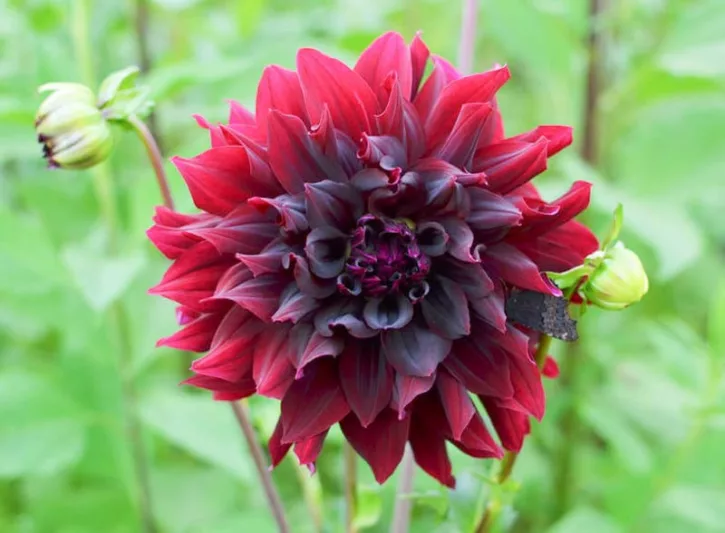 Dahlia Rip City, Rip City Dahlia, Semi-Cactus Dahlias, Dahlias for cutting, Dark Dahlias, Black Dahlias, Red Dahlias, summer bulbs