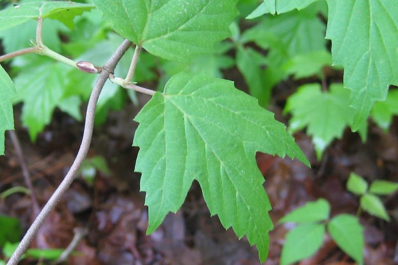 Viburnum acerifolium,Mapleleaf Viburnum, Maple-leaf Viburnum, Maple-leaf Arrowwood, Arrowwood, Shrub with fall color, fall color, shrub with berries, White Flowers, Black berries