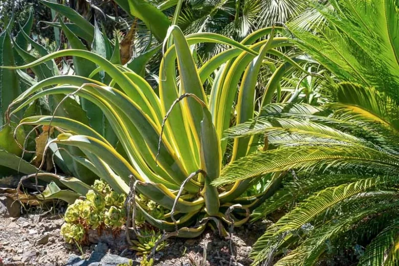 Agave vilmoriniana,Octopus Agave, Yellow flowers, drought tolerant plant, evergreen plant