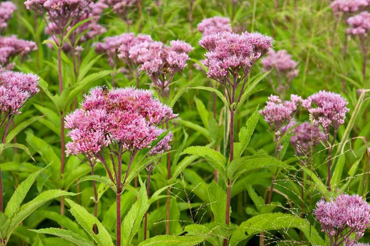 Eupatorium Maculatum, Spotted Joe-Pye Weed, Eupatorium Purpureum, Eupatorium Atropurpureum, Eupatorium Fistulosum, Eupatorium Maculatum, Joe-Pye Weed