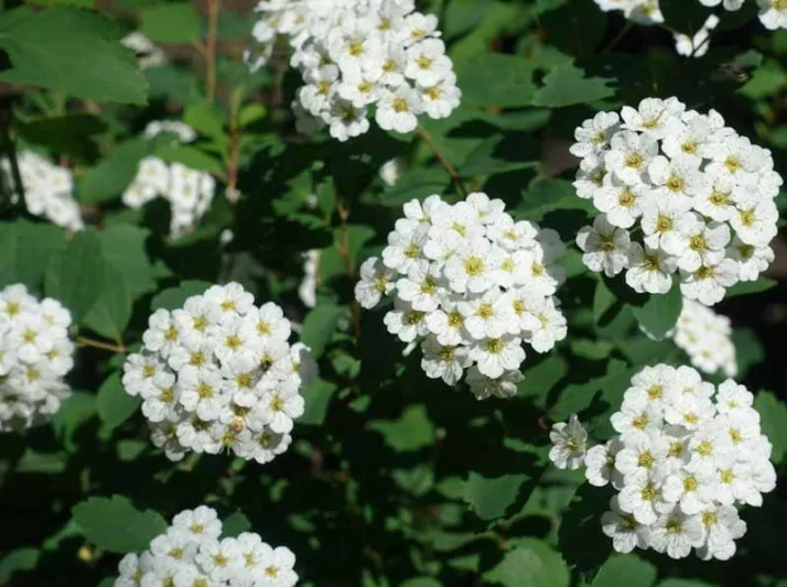 Spiraea betulifolia 'Tor', Birchleaf Spirea 'Tor', Tor Birchleaf Spirea, White Flowers, Gold Foliage, Red Foliage