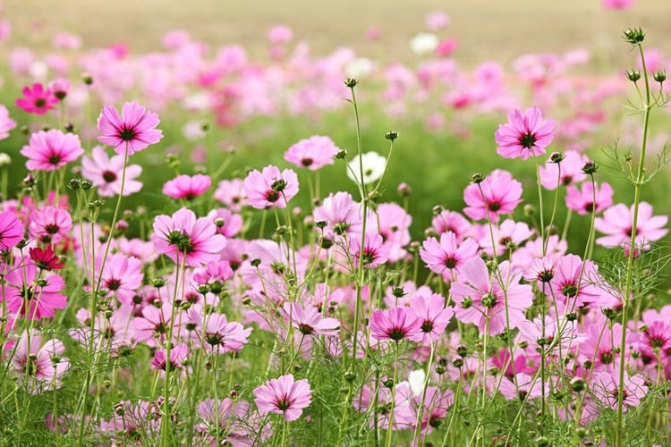 Cosmos information, Mexican Aster information, Orange cosmos information, Yellow Cosmos information, Cosmos Bipinnatus information, Cosmos Sulphureus information