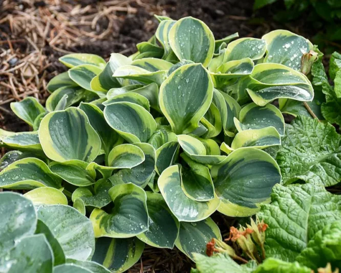 Hosta Mighty Mouse, Variegated Plantain lily, Plantain Lily Mighty Mouse, Shade perennials, Plants for shade