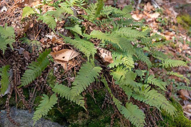 Polypodium virginianum,  Common Polypody, Rock Polypody, Western Polypody, American Wall Fern, Polypodium vulgare var. virginianum, Evergreen Fern, Shade Evergreen Plants