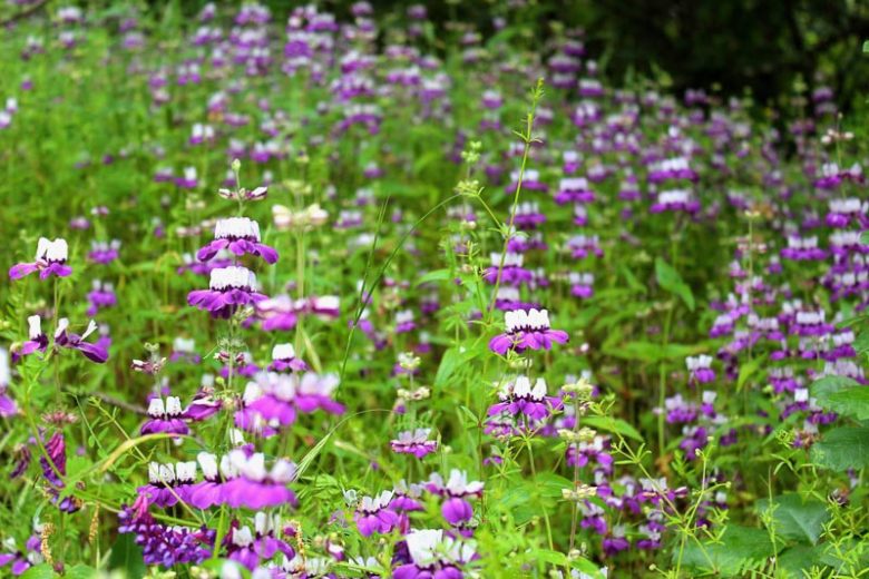 Collinsia heterophylla, Purple Chinese Houses, Harlequin Blue-eyed Mary, Chinese Houses, Bicolor Flowers, Purple Flowers
