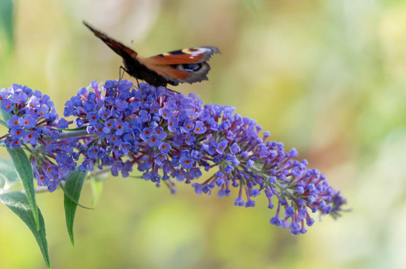 Buddleja, Buddleia, Butterfly Bush, Summer Lilac, Buddleja davidii, Buddleia davidii, Fragrant Shrubs, Butterfly Shrubs