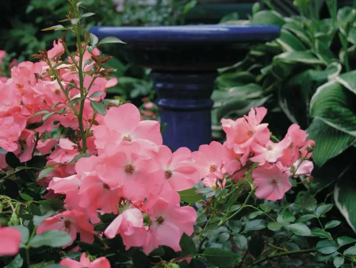 Rose 'Flower Carpet Coral', Rosa 'Flower Carpet Coral', Groundcover Roses, Coral roses, Orange roses