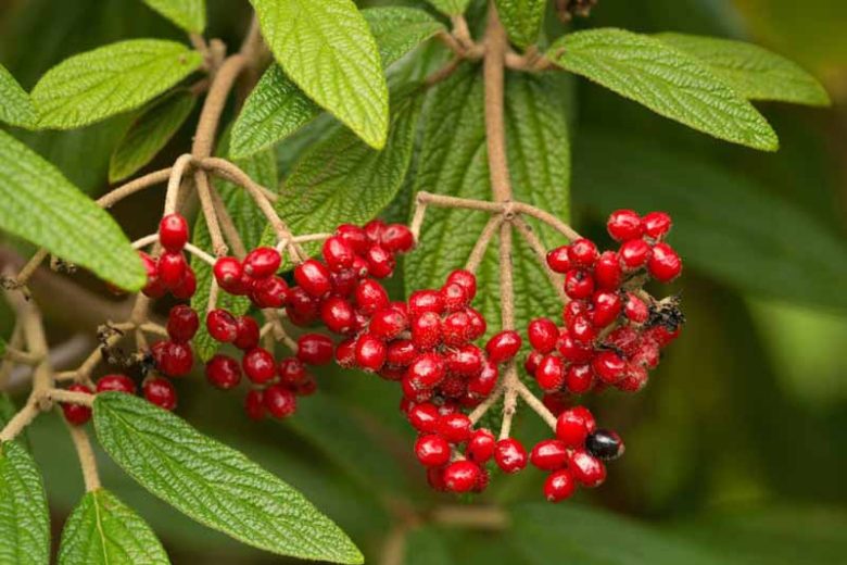 Viburnum rhytidophyllum,Wrinkled Viburnum, Leatherleaf Viburnum, Evergreen Shrub, shrub with berries, White flowers, Red berries