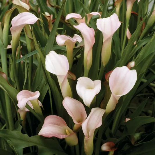 Zantedeschia 'Pink Mist', Calla Lily 'Pink Mist', Arum Lily 'Pink Mist', Calla Lilies, Arum Lilies, Zantedeschia care, white calla lilies, cream calla lilies, pink calla lilies
