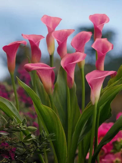 Zantedeschia 'Garnet Glow', Calla Lily 'Garnet Glow', Arum Lily 'Garnet Glow', Calla Lilies, Arum Lilies, Zantedeschia care, pink calla lilies, purple calla lilies
