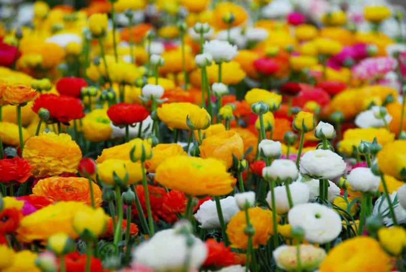 Buttercup, Persian Buttercup, Ranunculus, Ranunculus asiaticus,