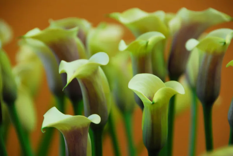 Zantedeschia 'Captain Chelsea, Calla Lily 'Captain Chelsea' , Arum Lily 'Captain Chelsea', Calla Lilies, Arum Lilies, Zantedeschia care, Yellow calla lilies, Yellow flowers
