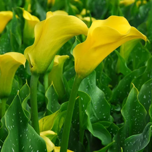 Zantedeschia elliottiana, Golden Calla Lily, Arum Lily, Calla Lilies, Arum Lilies, Zantedeschia care, Yellow calla lilies, Yellow flowers