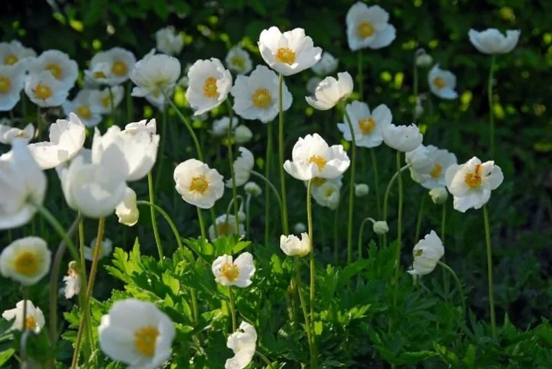 Anemone coronoria The Bride, Poppy Anemone 'The Bride', Spanish Marigold 'The Bride', Windflower 'The Bride', Crown Windflower 'The Bride', Anemone coronaria De Caen,White Poppy Anemone, White Anemone de Caen