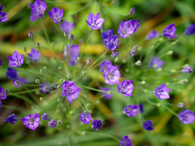 Triteleia, Ithuriel's Spear, Triplet Lily, Fool's Onion, Brodiaea Laxa, Grassnut, Blue Brodiaea, Bloomeria, Long Rayed Triteleia, Pretty Face, Starflower, Wild Hyacinth, Wally Baskets, Spring