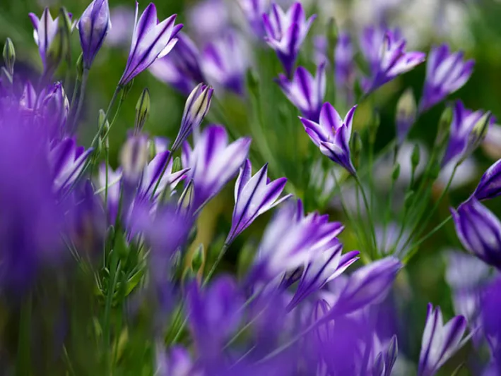 triteleia laxa, ithuriel spear