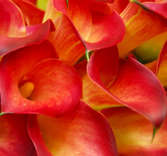Zantedeschia 'Fire Glow', Calla Lily 'Captain Safari' , Arum Lily 'Fire Glow', Calla Lilies, Arum Lilies, Zantedeschia care, orange calla lilies, peach calla lilies