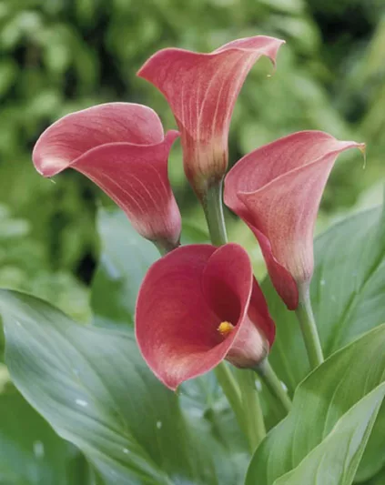 Zantedeschia 'Captain Romance', Calla Lily 'Captain Romance', Arum Lily 'Captain Romance', Calla Lilies, Arum Lilies, Zantedeschia care, pink calla lilies, purple calla lilies