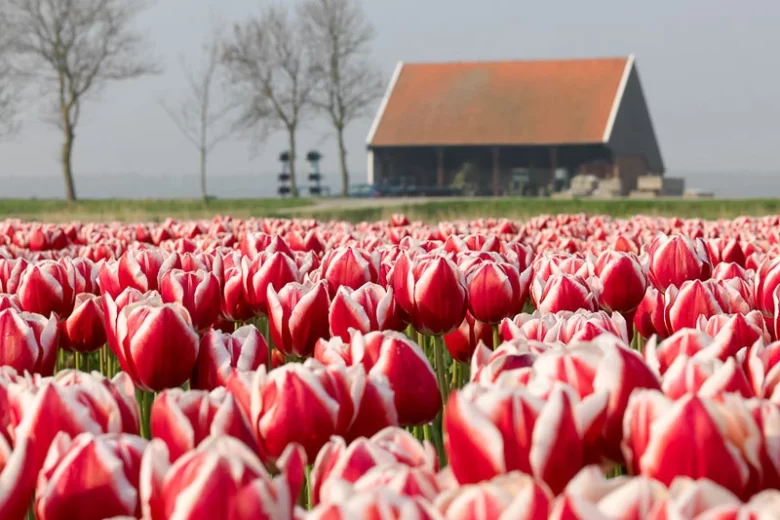 Tulipa 'Leen Van Der Mark',Tulip 'Leen Van Der Mark', Triumph Tulip 'Leen Van Der Mark', Triumph Tulips, Spring Bulbs, Spring Flowers, Red Tulip, Bicolor Tulip, Yellow Tulip