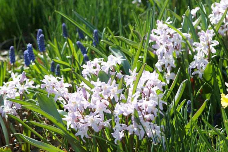 Chionodoxa Pink Giant, Glory of the Snow Pink Giant, Chionodoxa forbesii, Chionodoxa Luciliae, Chionodoxa Gigantea, Spring bulbs, Early Spring bloom, Late winter bloom