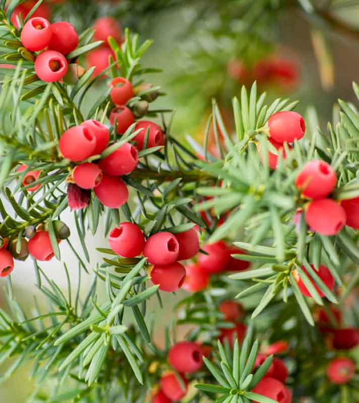 Taxus baccata,English Yew, Common Yew, Irish Yew, Florence Court Yew, Taxus media, Evergreen Shrub, Evergreen Tree