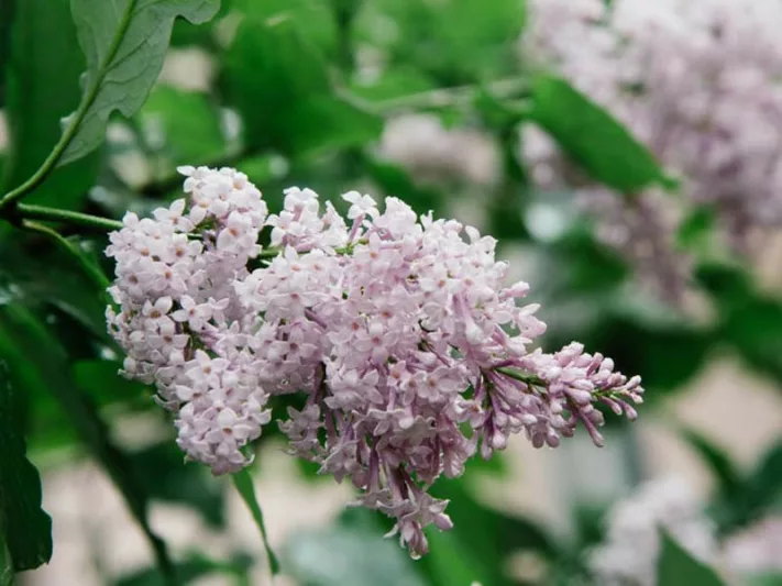 Syringa x persica', Persian Lilac, Fragrant Lilac, Purple Flowers, Fragrant Shrub, Fragrant Tree, Purple Lilac