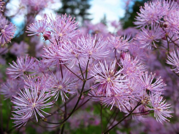 Thalictrum Rochebrunianum, Meadow Rue, Lavender Mist, Giant Meadow Rue, lavender flowers, purple flowers, see through plant, Thalictrum aquilegiifolium, Thalictrum delavayi, Chinese meadow ru