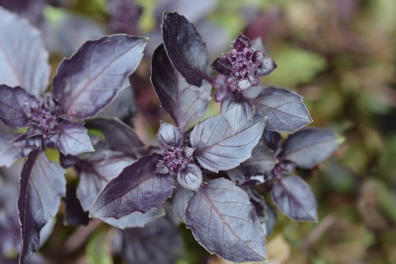 Dark Opal Basil, Ocimum basilicum Dark Opal, Purple Basil, Black Basil