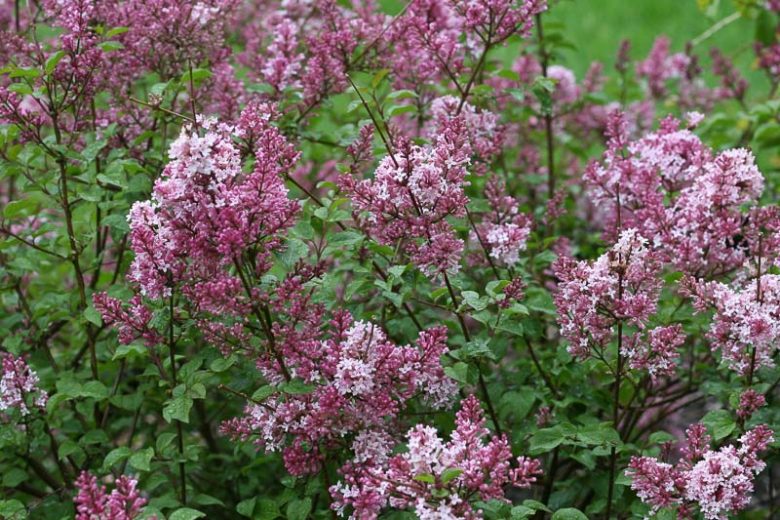 Syringa vulgaris Scent and Sensibility™ Pink,Syringa Scent and Sensibility™ Pink, Lilac Scent and Sensibility™, Bicolor Lilac, Pink lilac, Fragrant Lilac