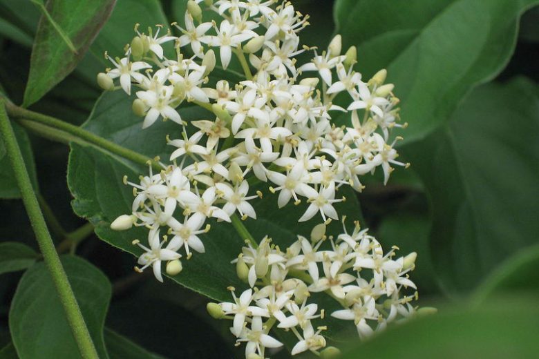 Cornus racemosa, Gray Dogwood, Cornus foemina ssp. racemosa, Cornus paniculata, Deciduous Shrubs, Foliage, Fall color, Winter color, shrub with berries, Flowering tree, White Berries