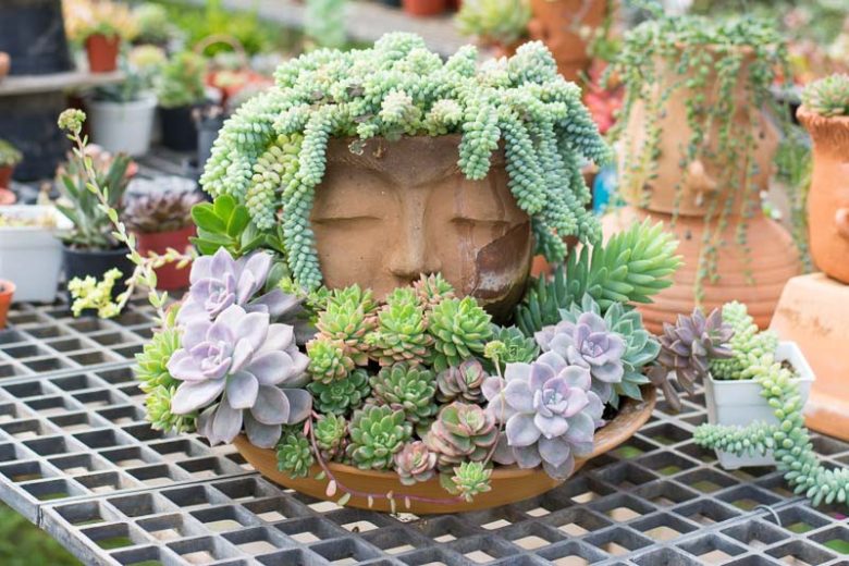 Sedum morganianum, Burro's Tail, Donkey Tail, Donkey's Tail, Horse's Tail, Lamb's Tail