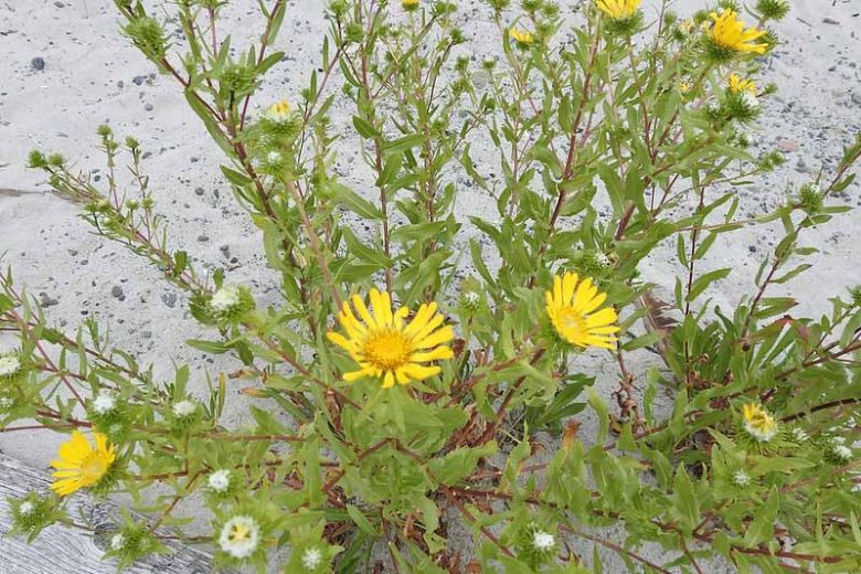 Grindelia integrifolia, Puget Sound Gumweed, Willamette Valley Gumweed, Entire-Leaved Gumweed, Gum Plant, Gum Weed, Resinweed, Yellow flowers