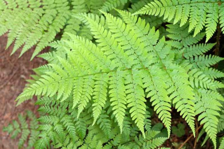 Dryopteris expansa, Spiny Wood Fern, Spreading Wood Fern, Spreading Woodfern