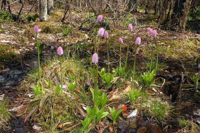 Helonias bullata, Swamp Pink, Pink Flowers