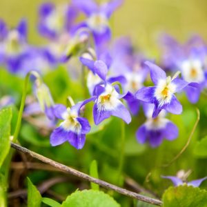 Violets, Violet, Viola, Pansy, Pansies, Sweet Violet, Viola odorata, Common Blue Violet, Viola sororia, Yellow Violet, Viola pubescens, Viola × wittrockiana