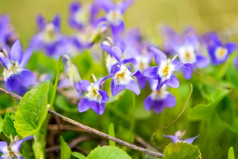 Violets, Violet, Viola, Pansy, Pansies, Sweet Violet, Viola odorata, Common Blue Violet, Viola sororia, Yellow Violet, Viola pubescens, Viola × wittrockiana