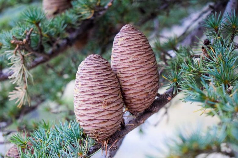 Cedrus libani, Cedar of Lebanon, Cedrus libani subsp. libani, Conifer, Evergreen Tree