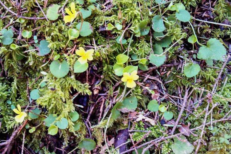 Viola sempervirens, Evergreen Violet, Viola sarmentosa, Shade plants, shade perennial, violet flowers, plants for shade