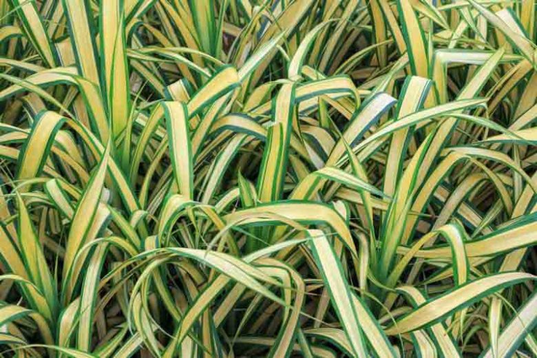 Hymenocallis caribaea 'Variegata', Caribbean Spider Lily, Variegated Spider Lily, summer flowers, Fragrant flowers, White Flowers