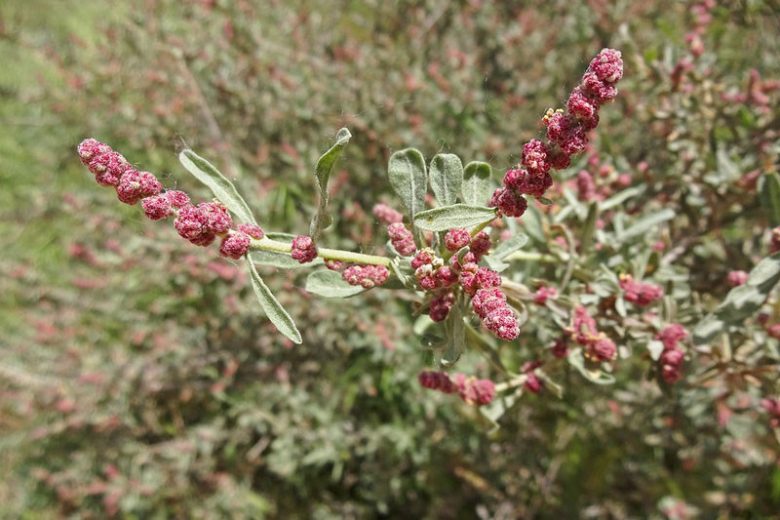 Atriplex canescens, Chamiso, Four-Wing Saltbush, Wing-Scale, Chamise, Chamize, White Greasewood, Saltsage, Fourwing Shadscale, Bushy Atriplex